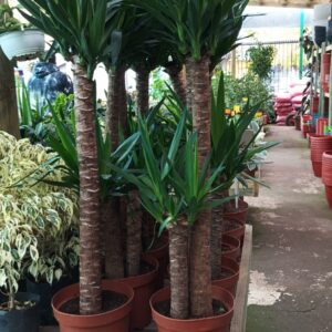 Yuca doble XL