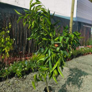 Mandarino Oro grande