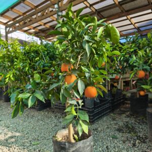 Naranjo cara cara grande