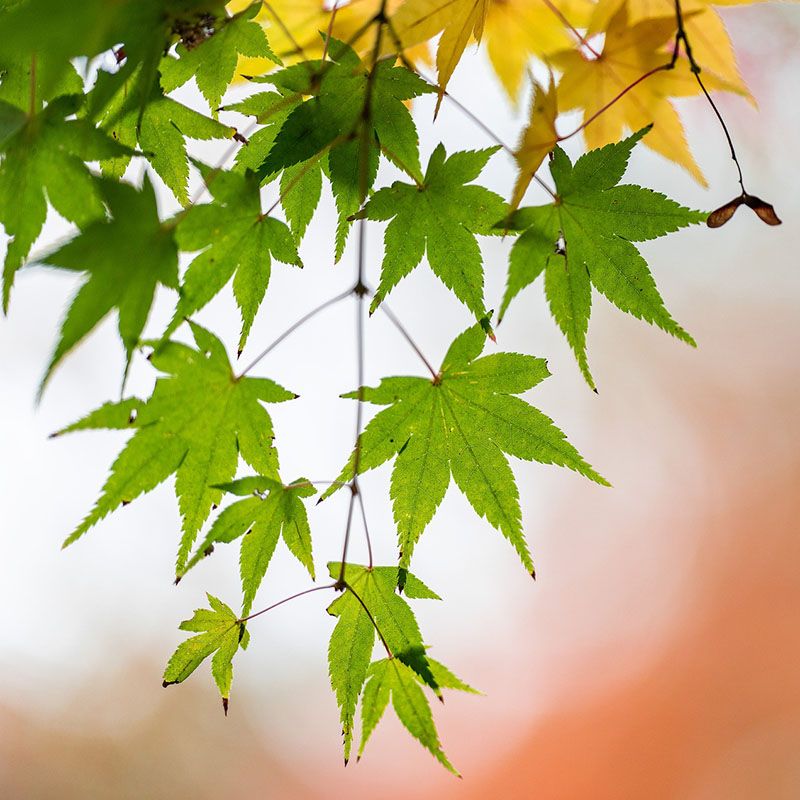 Acer Japonico 1,8 mts. - Imagen 2