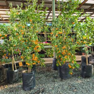 Mandarino hoja de sauce