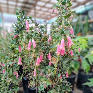 Correa pulchella 30 cm.