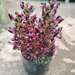 Coprosma Rojo 40 cm.