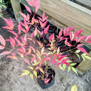 Nandina