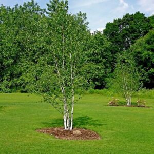 Arboles exóticos