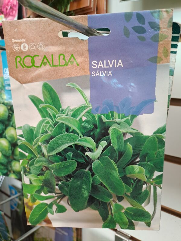 Salvia