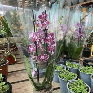 Orquídea Mediana 40 cms.