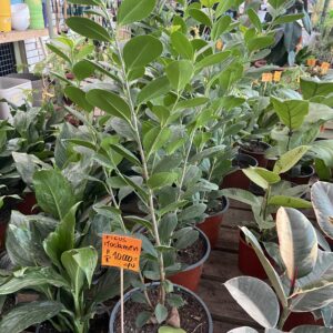 Ficus Moclame 80 cms
