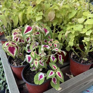 Coleus 40 cms