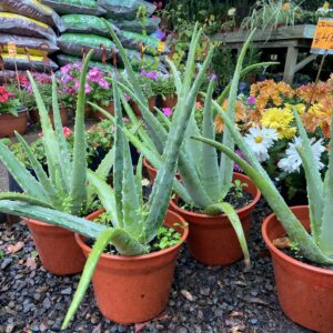 Aloe Vera 35 cms