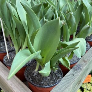 Tulipan 35 cms