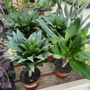 Dracena Janet 40 cm