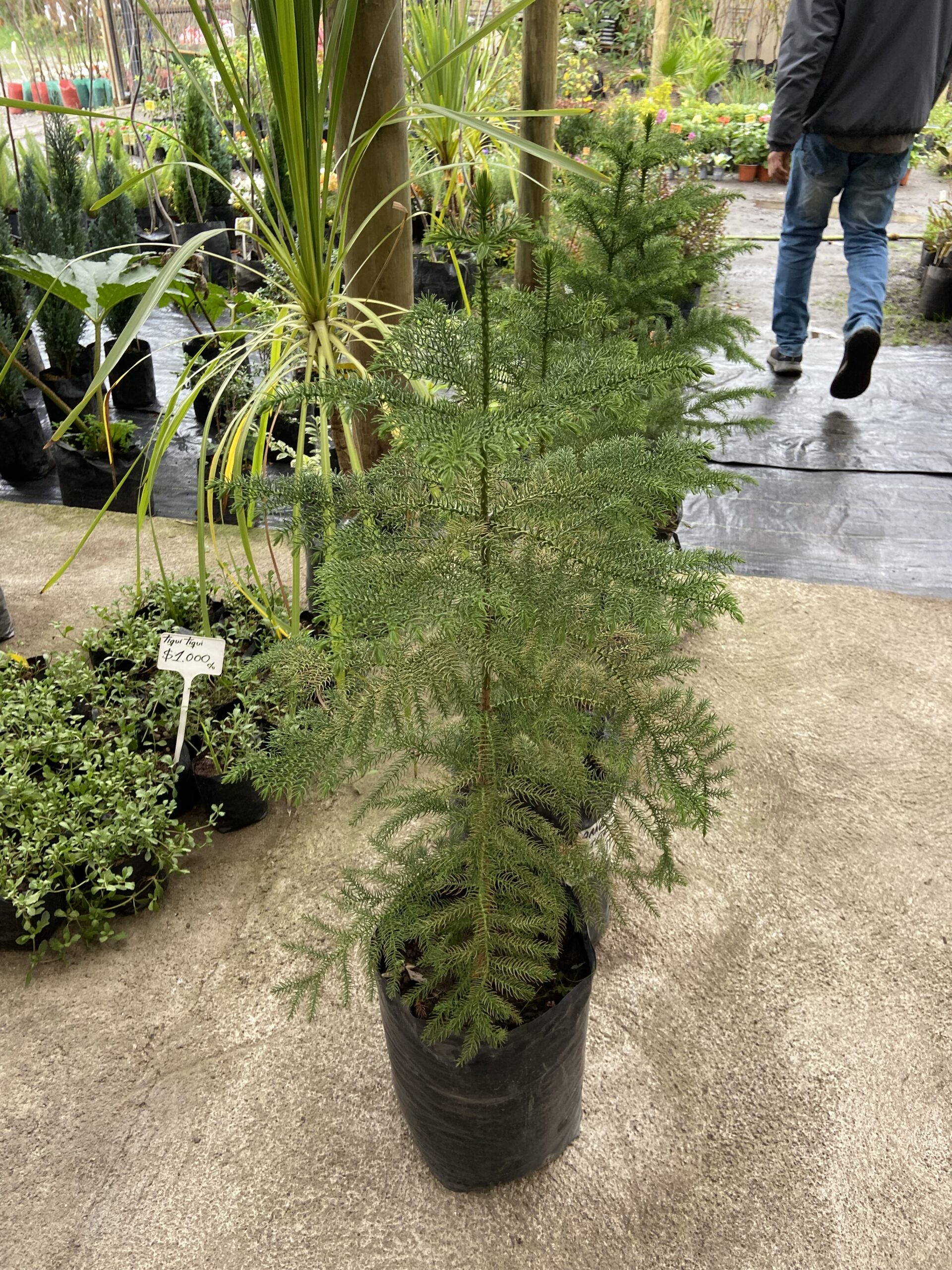 Araucaria 1 mt
