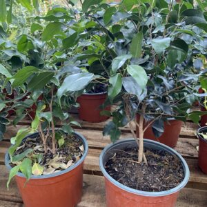 Ficus Samanta 45 cms
