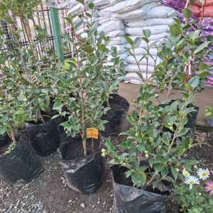 Camelia variedad Midnigth