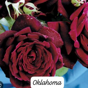 Rosa oklahoma