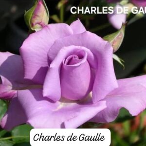 Rosa Charles de Gaulle
