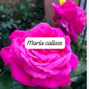 Rosa Maria Callas