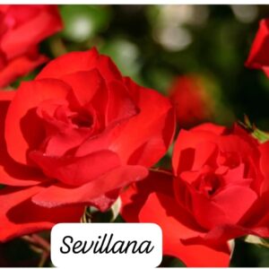 Rosa Sevillana