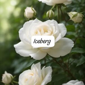 Rosa iceberg