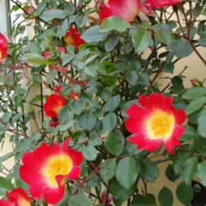 Rosa Cocktail