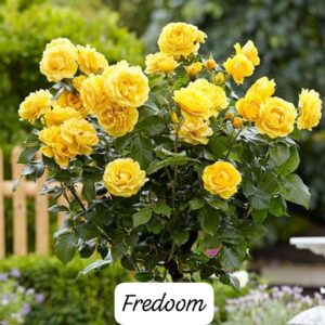 Rosa Freedom