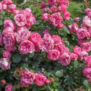 Rosa Leonardo Da Vinci