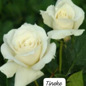 Rosa Tineki