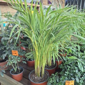 Palmera Areca 90cm