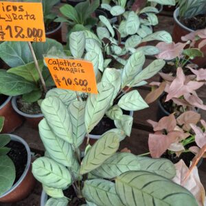 Calathea Amagris