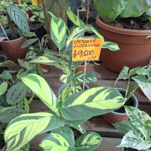 Ctenante Lubersiana