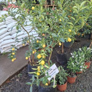 Limequat 1.6m